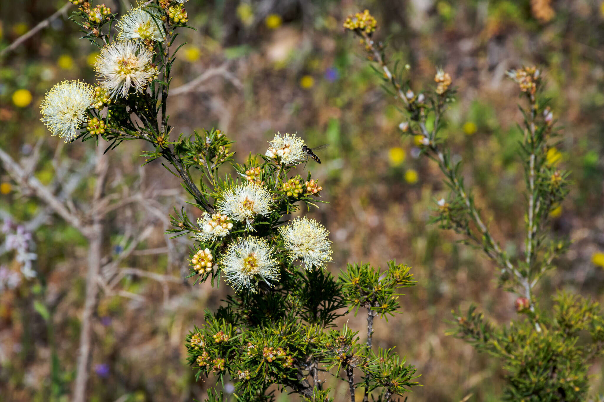 Image of Melaleuca systena L. A. Craven