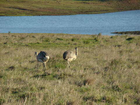 Image of Common Rhea