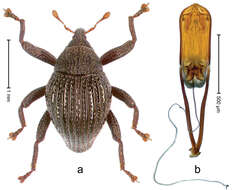 Image of Trigonopterus empat Riedel 2014