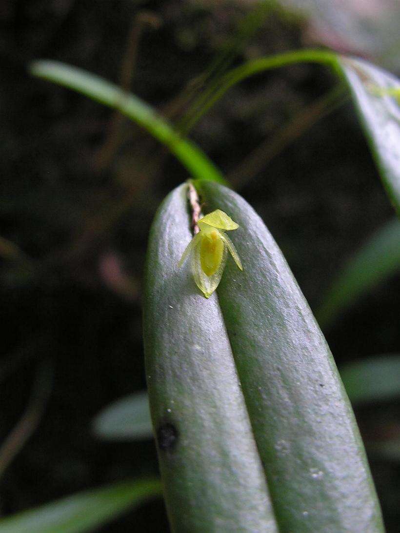 Image of Pleurothallis discoidea Lindl.