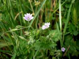 Imagem de Geranium molle L.