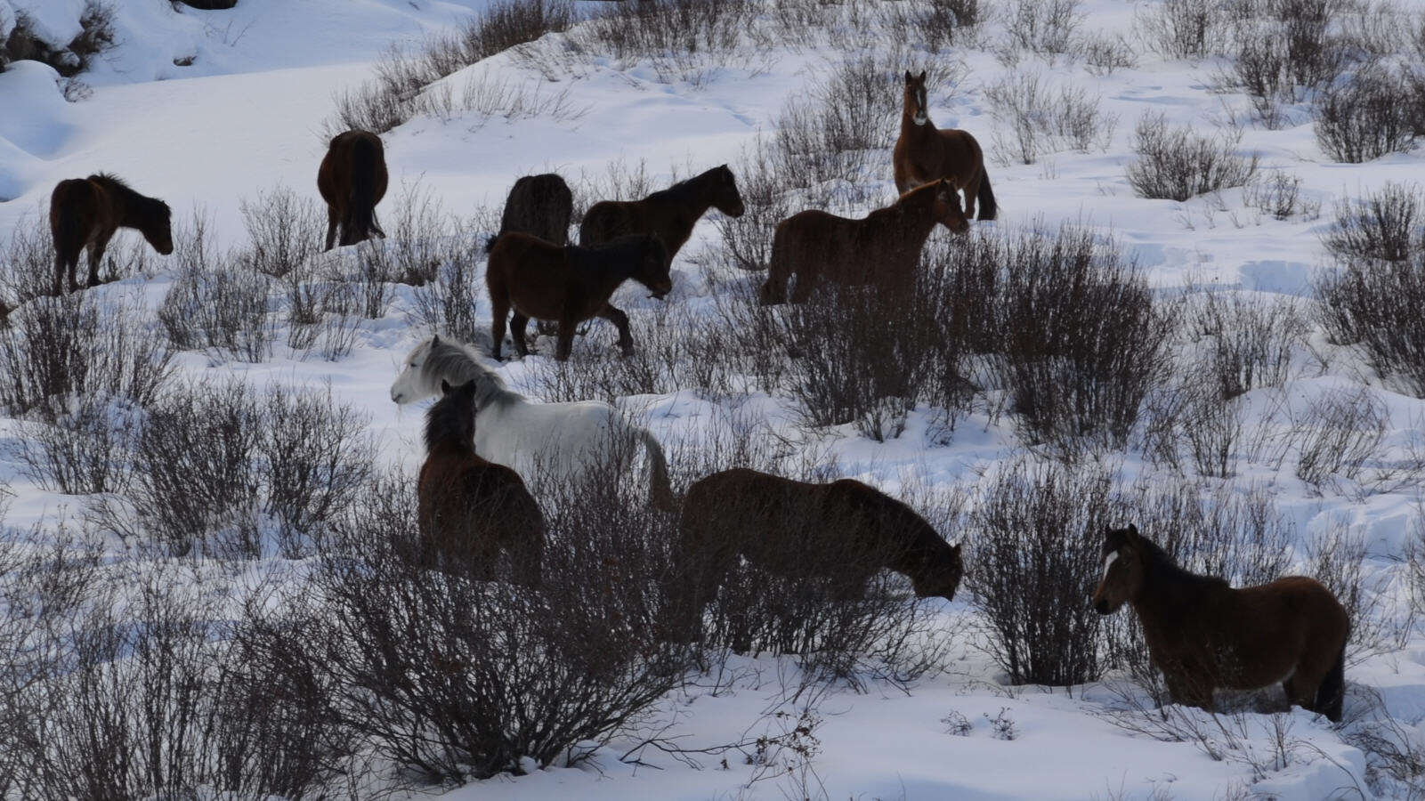 Image of Asian Wild Horse