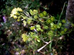 Image of Buckler Mustard