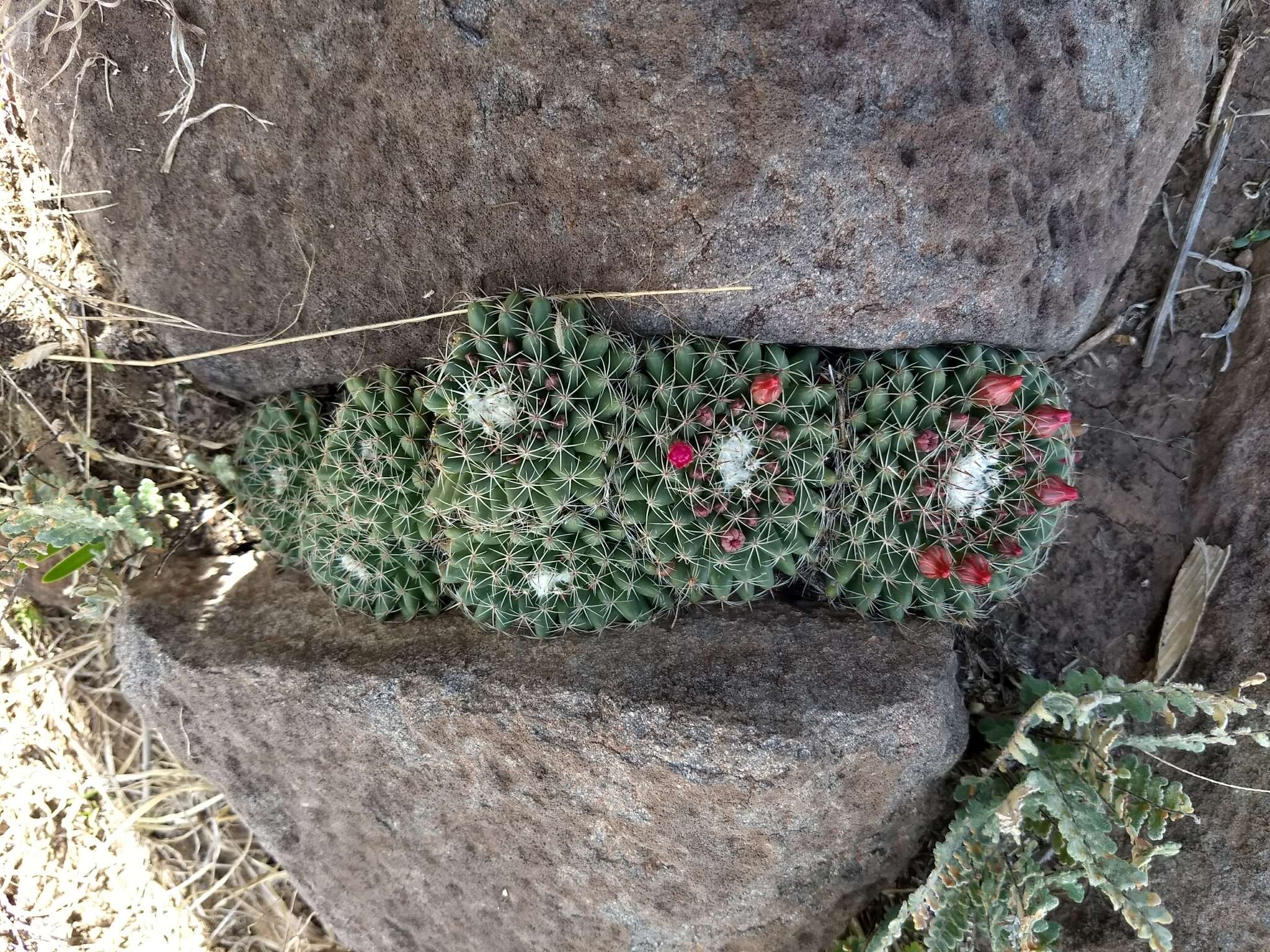 Image of Mammillaria wiesingeri subsp. apamensis (Repp.) D. R. Hunt