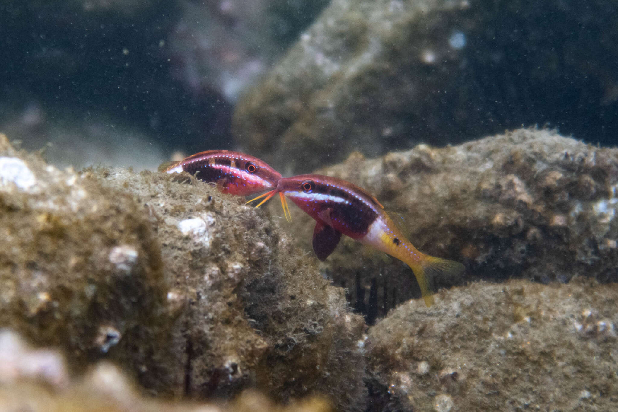 Image of Bicolor goatfish