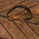 Image of Para Gecko
