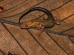 Image of Para Gecko