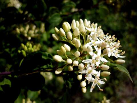 Image of bloodtwig dogwood