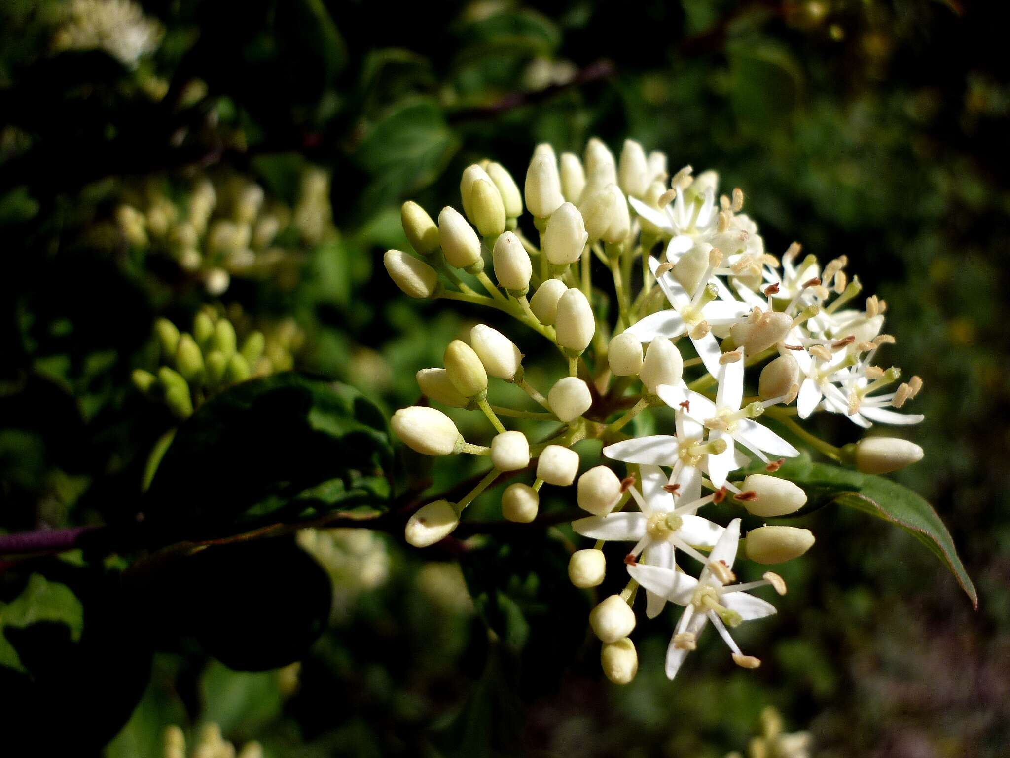 Image of bloodtwig dogwood