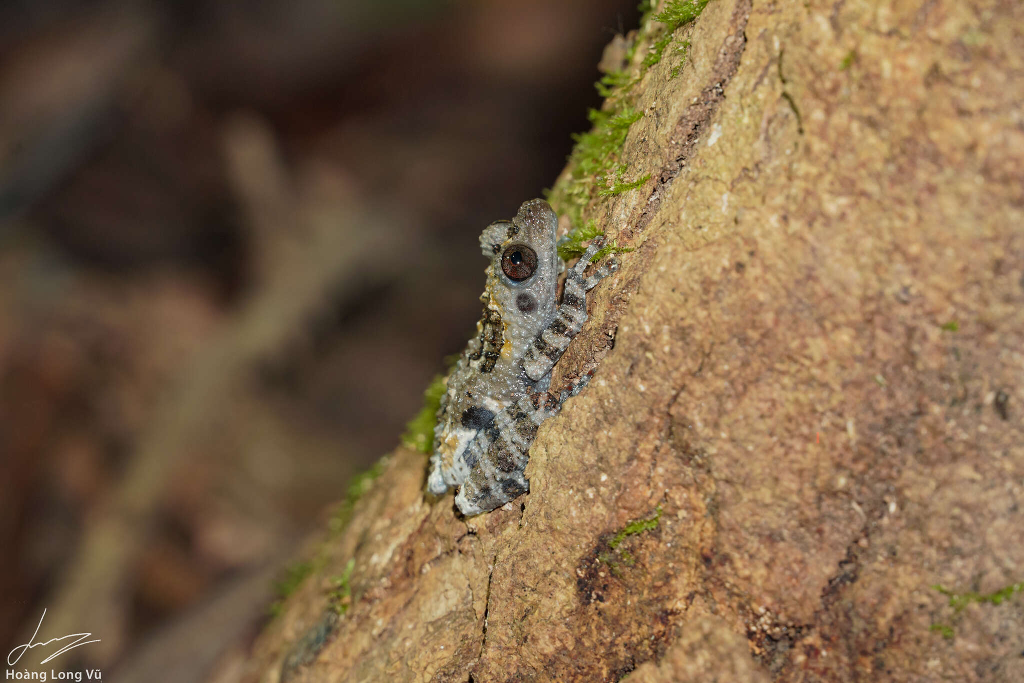 Image of Theloderma vietnamense Poyarkov, Orlov, Moiseeva, Pawangkhanant, Ruangsuwan, Vassilieva, Galoyan & Nguyen et al. 2015