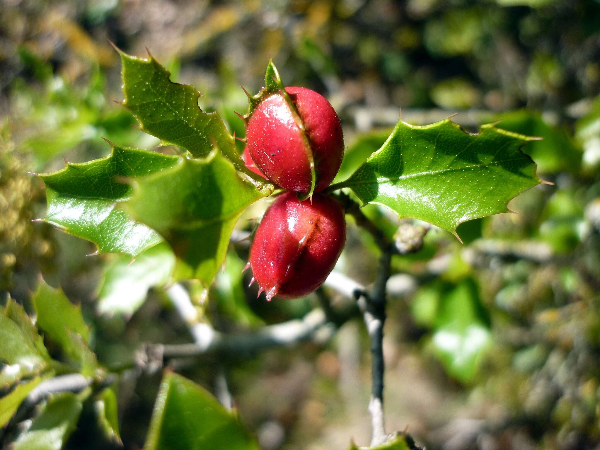 Image of Kermes Oak