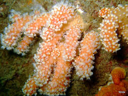 Imagem de Alcyonium glomeratum (Hassall 1843)