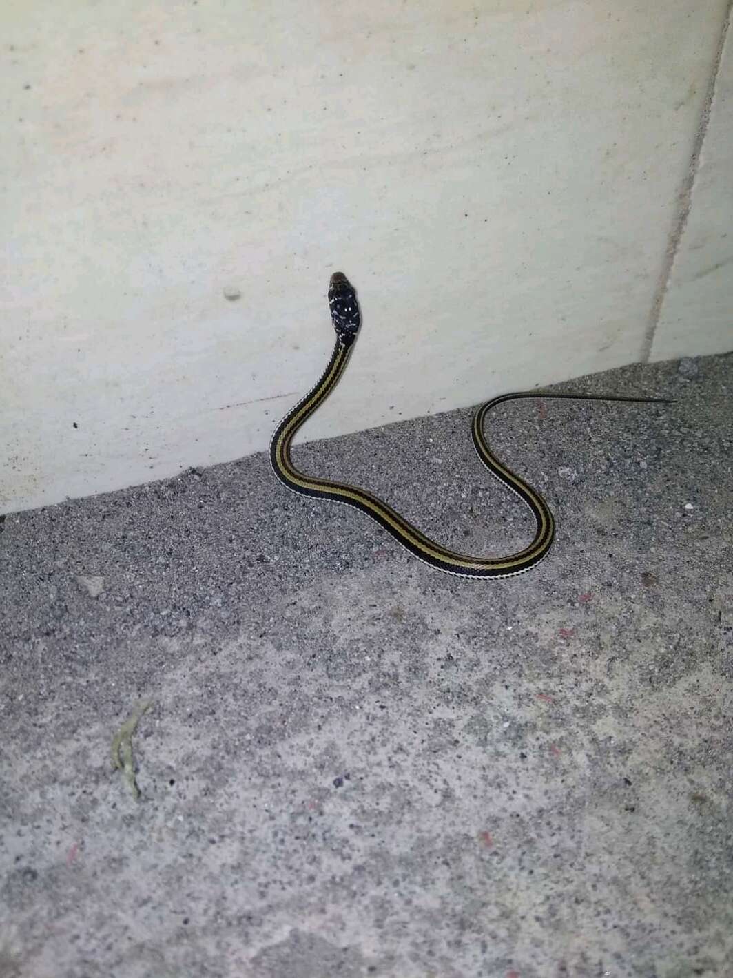 Image of Banded Keelback