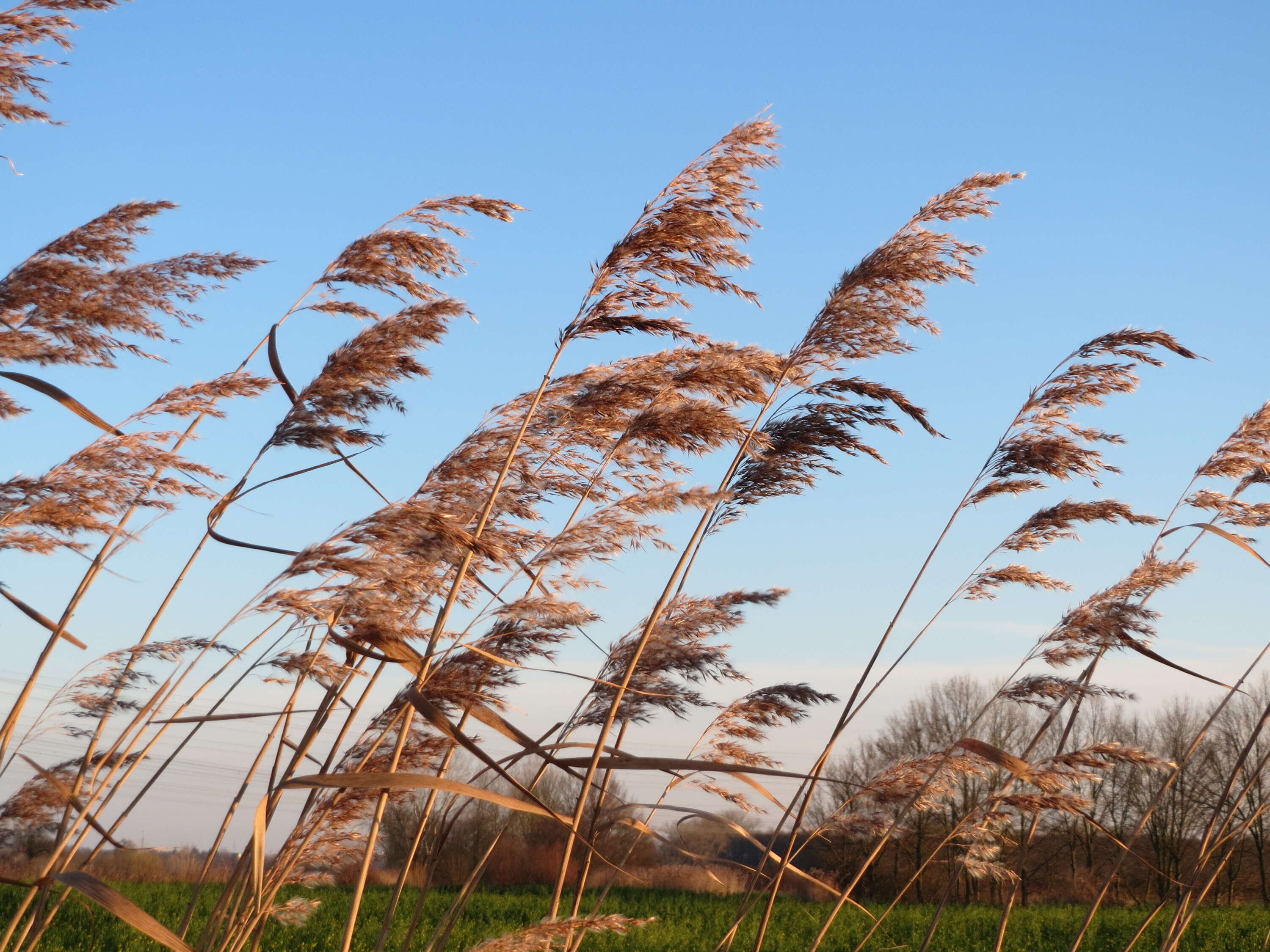 Image of common reed