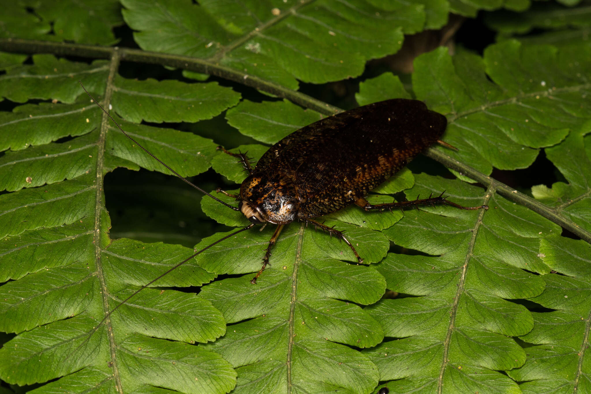 Image of Rhabdoblatta karnyi (Shiraki 1931)