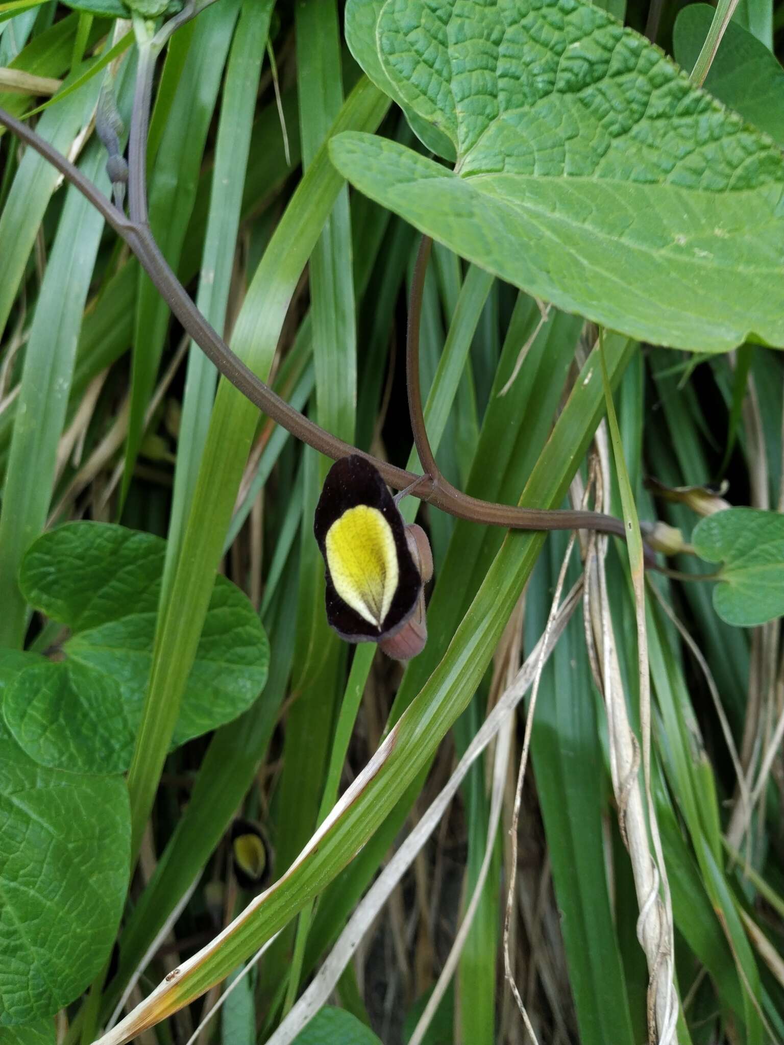 Image of Aristolochia steupii Woronow