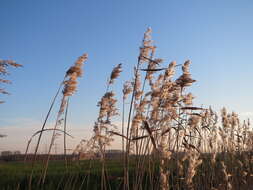 Image of common reed