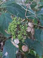 Imagem de Hydrangea arborescens L.