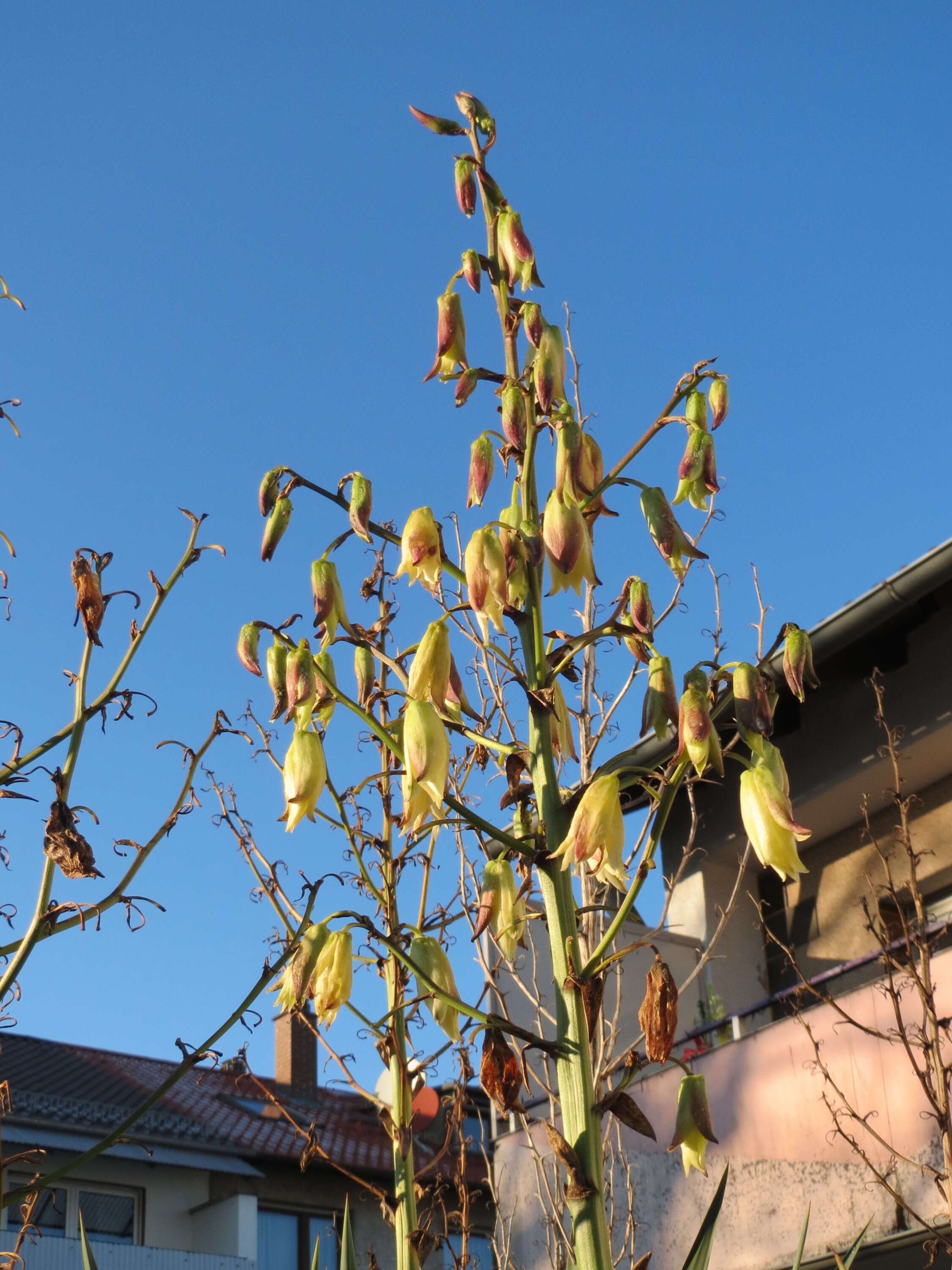 Image of moundlily yucca