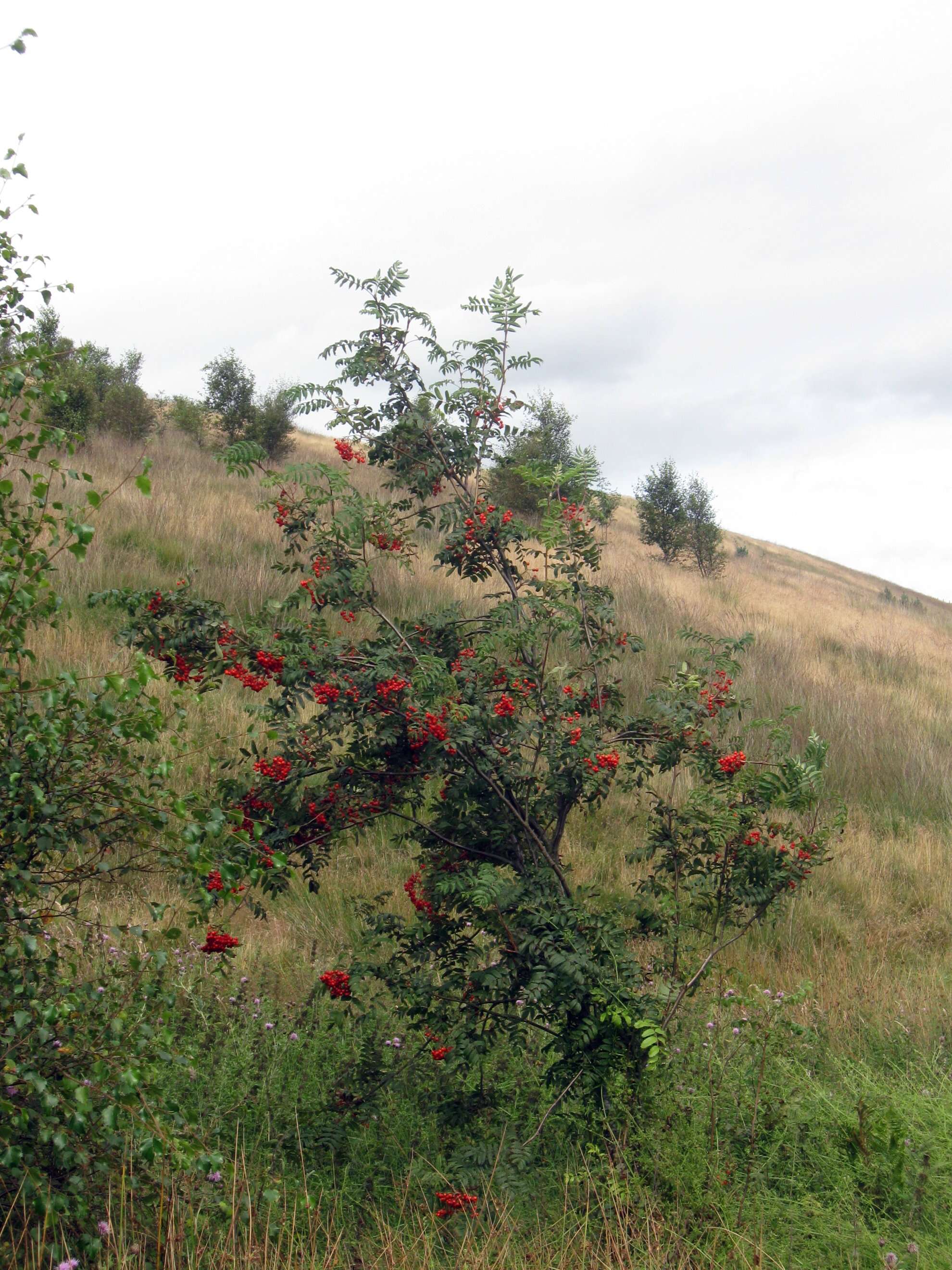 Image of rowan,  moutain ash