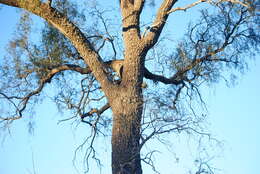 Image of Aspidosperma quebracho-blanco Schltdl.