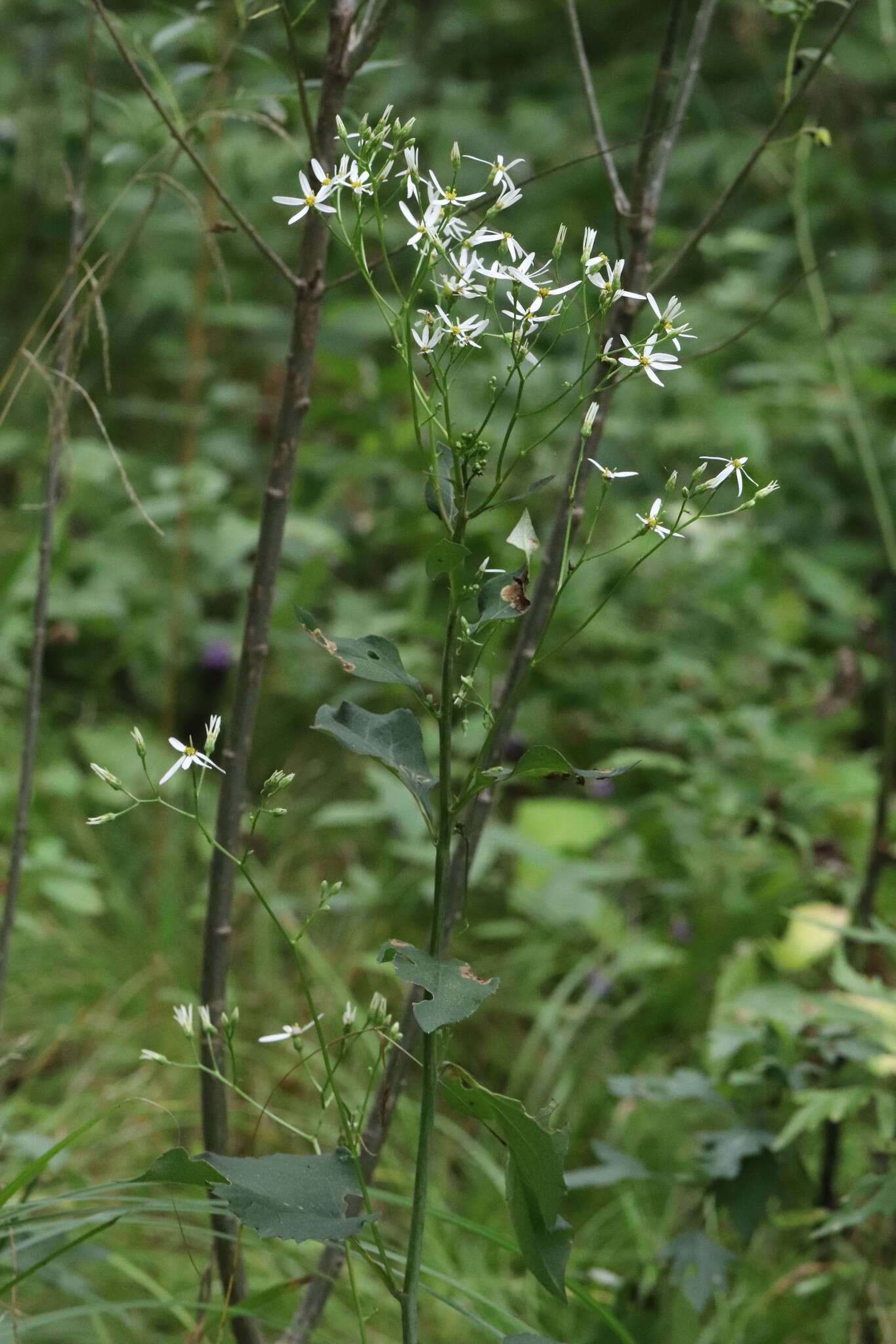 Image of Edible aster