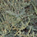 Image of Suaeda fruticosa (L.) Forsk.