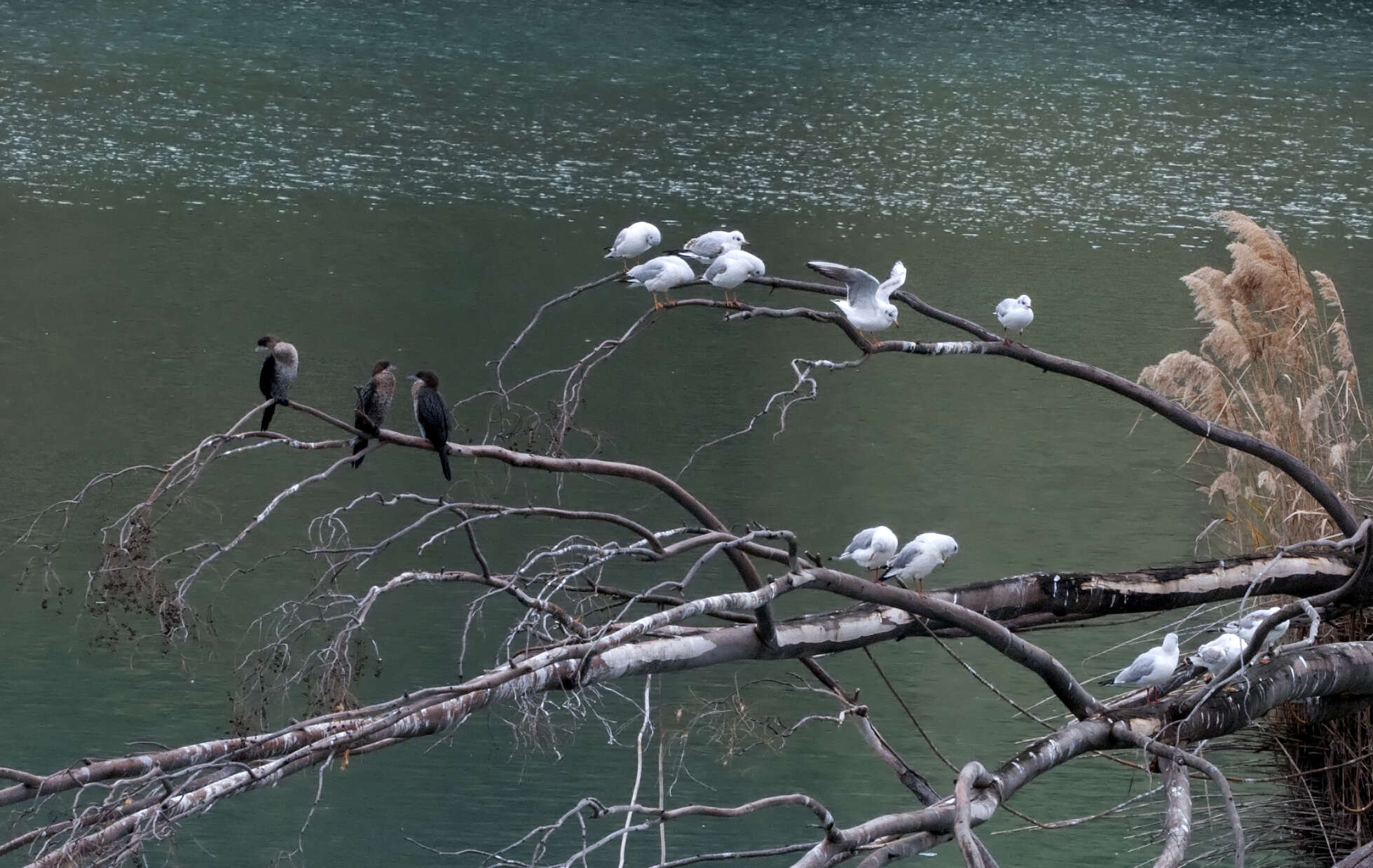 Image of Pygmy Cormorant