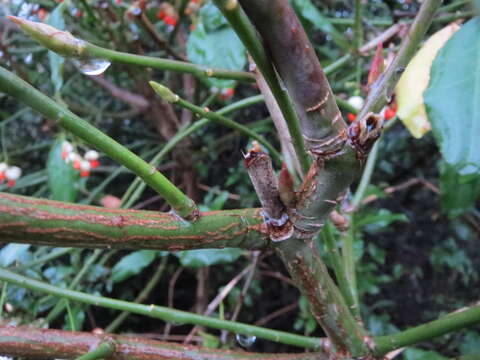 Plancia ëd Euonymus japonicus Thunb.