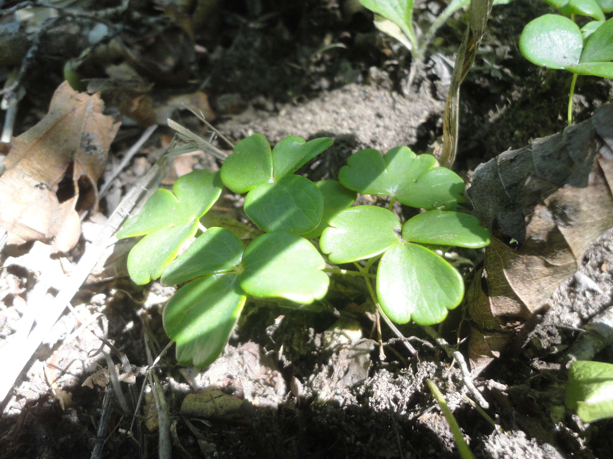 Image of Aquilegia parviflora Ledeb.