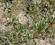 Image of barestem biscuitroot