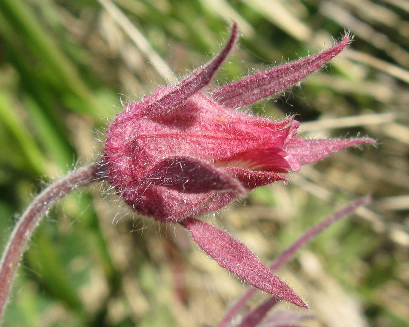 Image of old man's whiskers