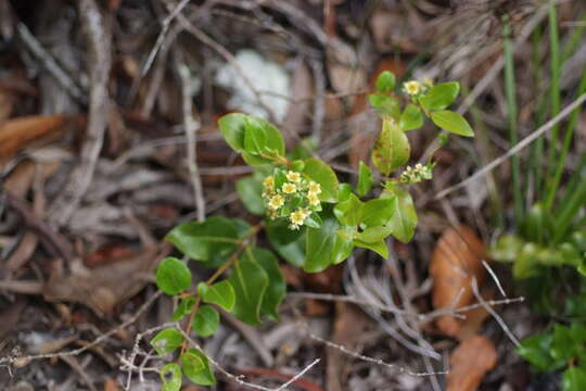 Image of Cloezia floribunda Brongn. & Gris