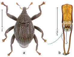 Image of Trigonopterus enam Riedel 2014