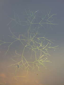 Image of pondweed