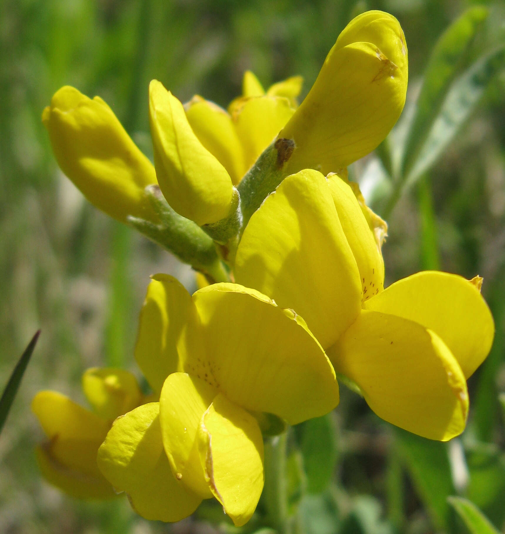 Image of prairie thermopsis