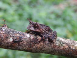 Image of Guenther's Horned Frog
