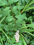 Imagem de Spiraea alba var. latifolia (Aiton) H. E. Ahles
