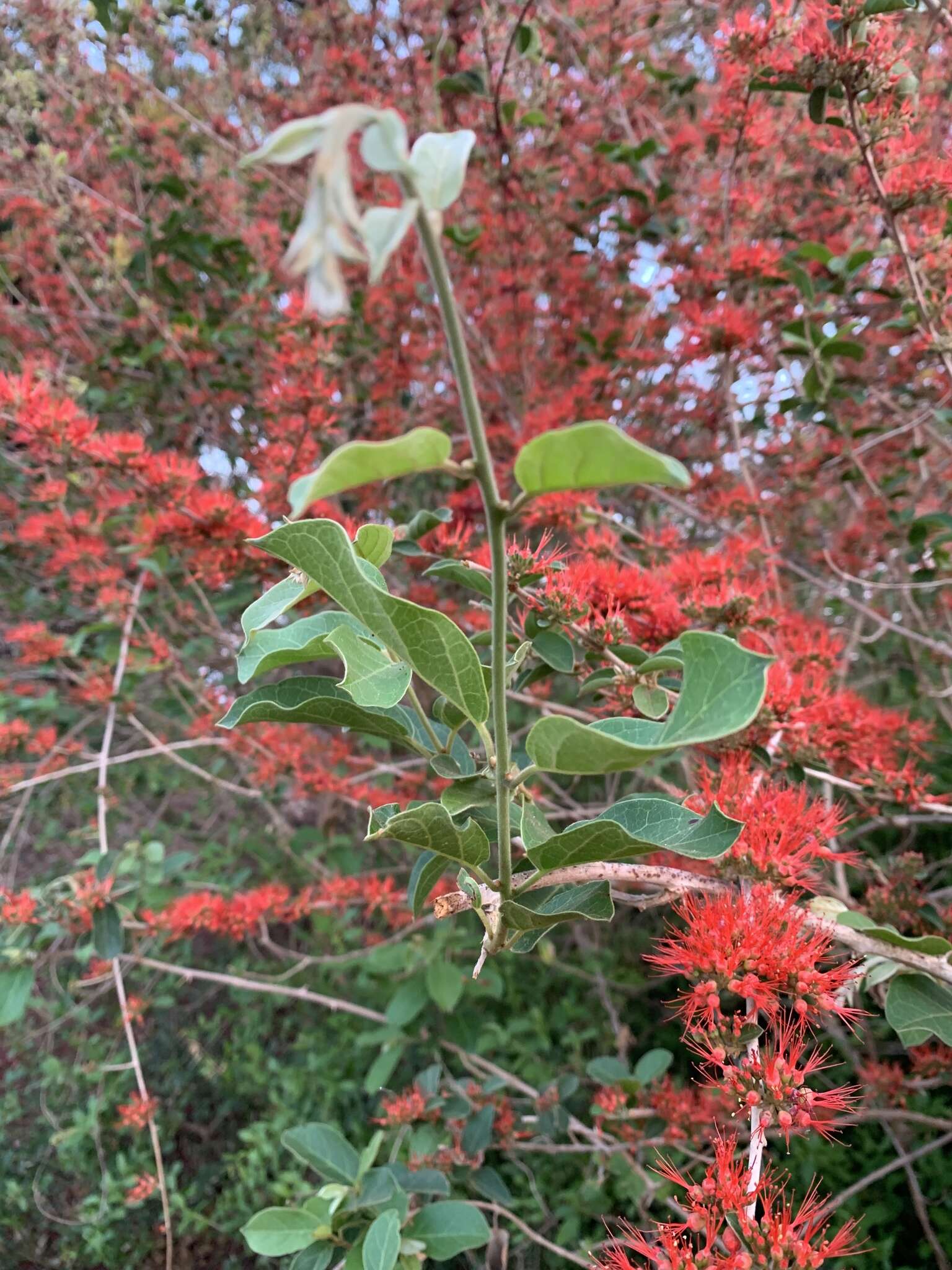 Image of Bambangwenya