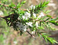 Image of Leucopogon ericoides (Sm.) R. Br.