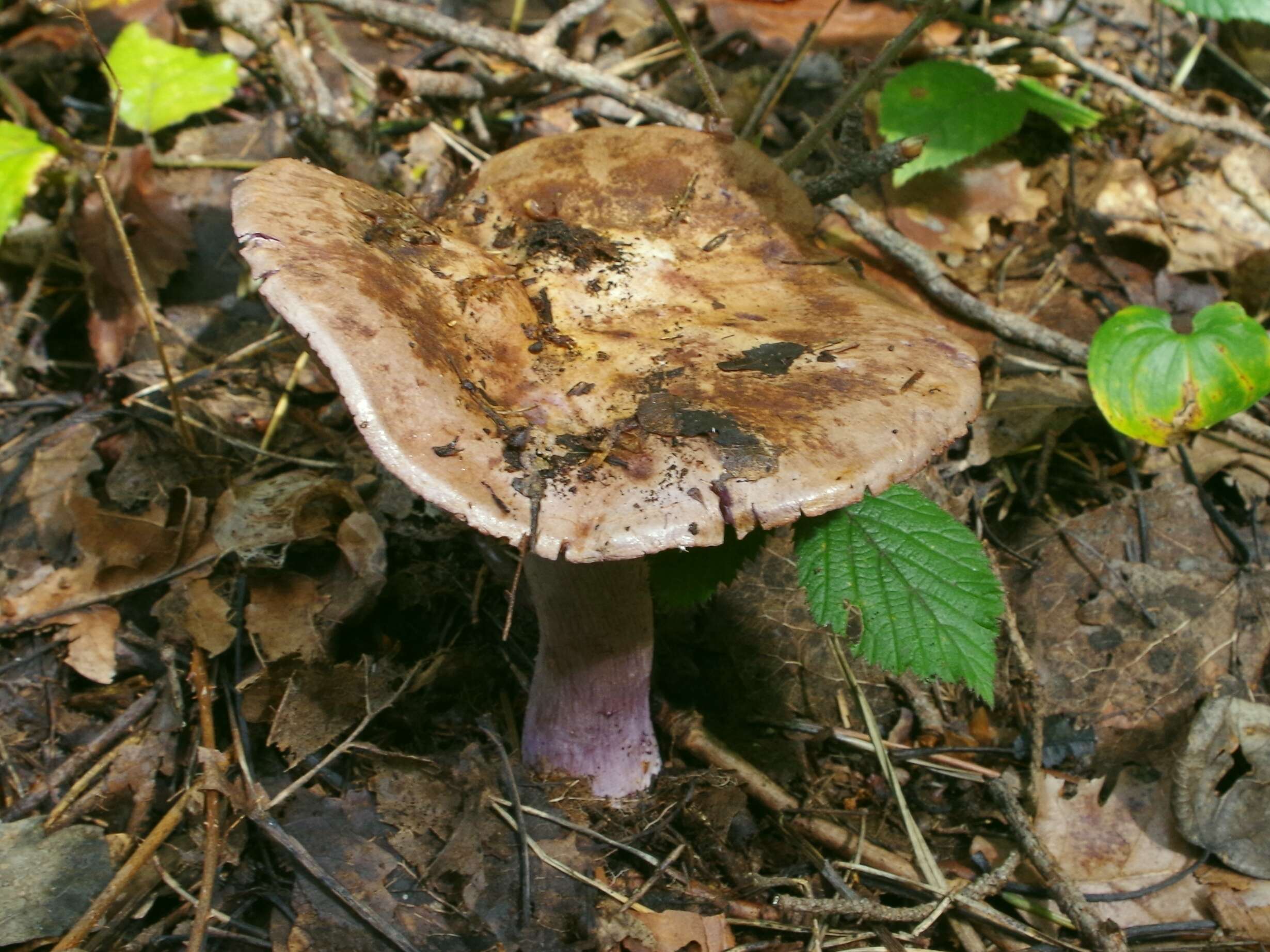 Image de Pied violet