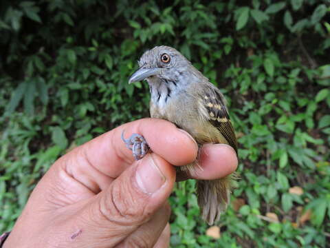 Image of Checker-throated Antwren