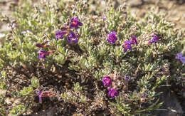 Image of California penstemon