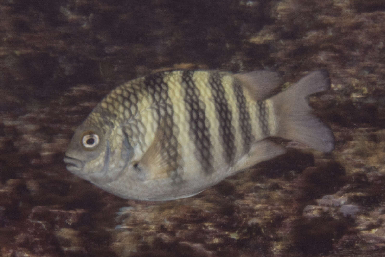 Imagem de Abudefduf septemfasciatus (Cuvier 1830)