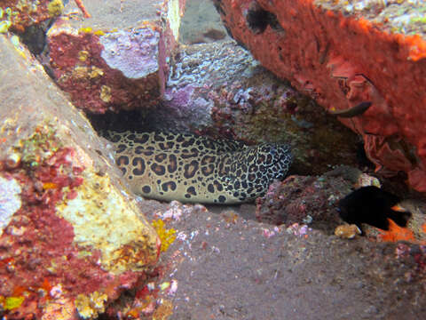 Image of Spotted moray