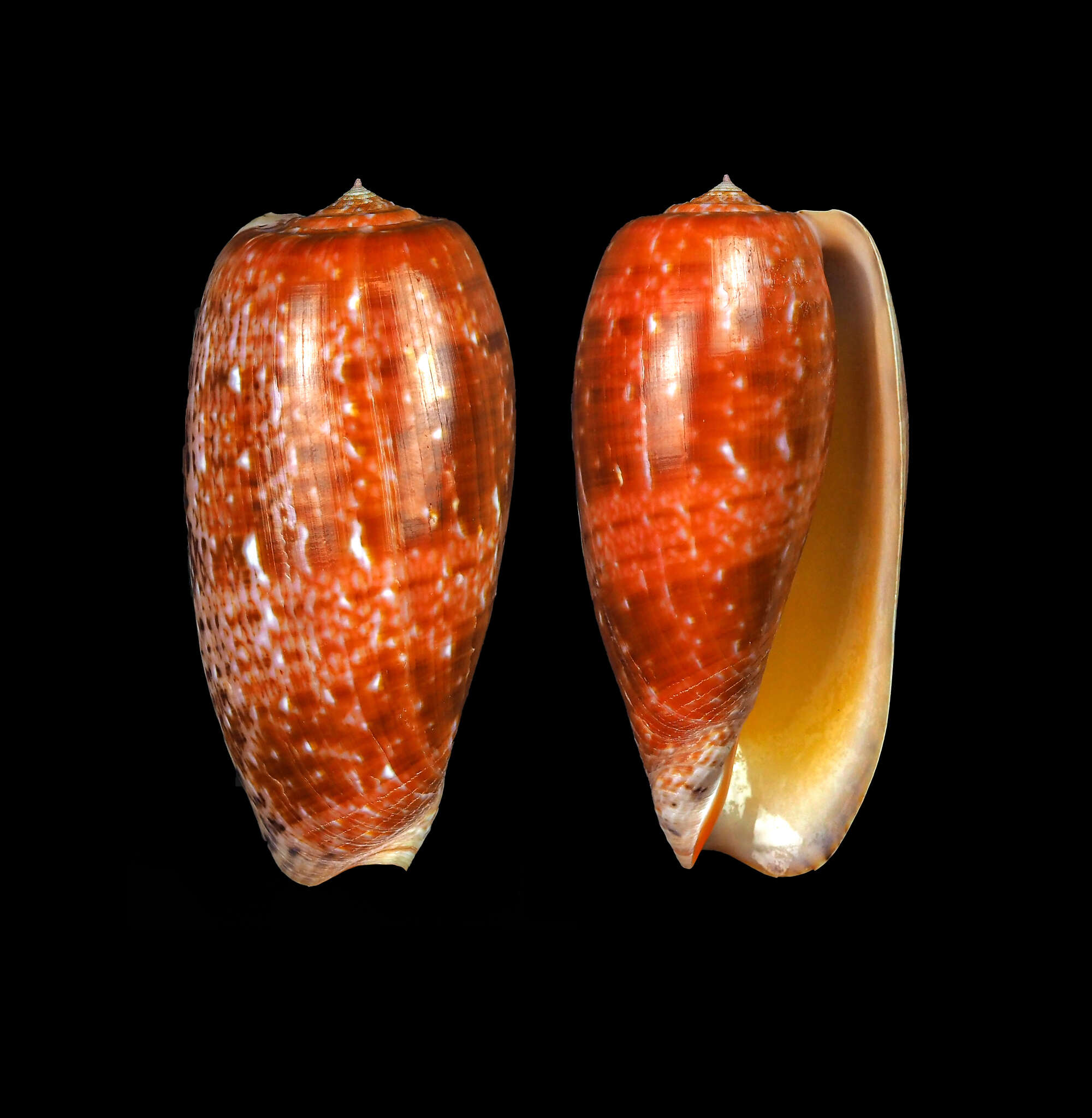 Image de Conus bullatus Linnaeus 1758
