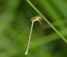 Image of Small Emerald Spreadwing