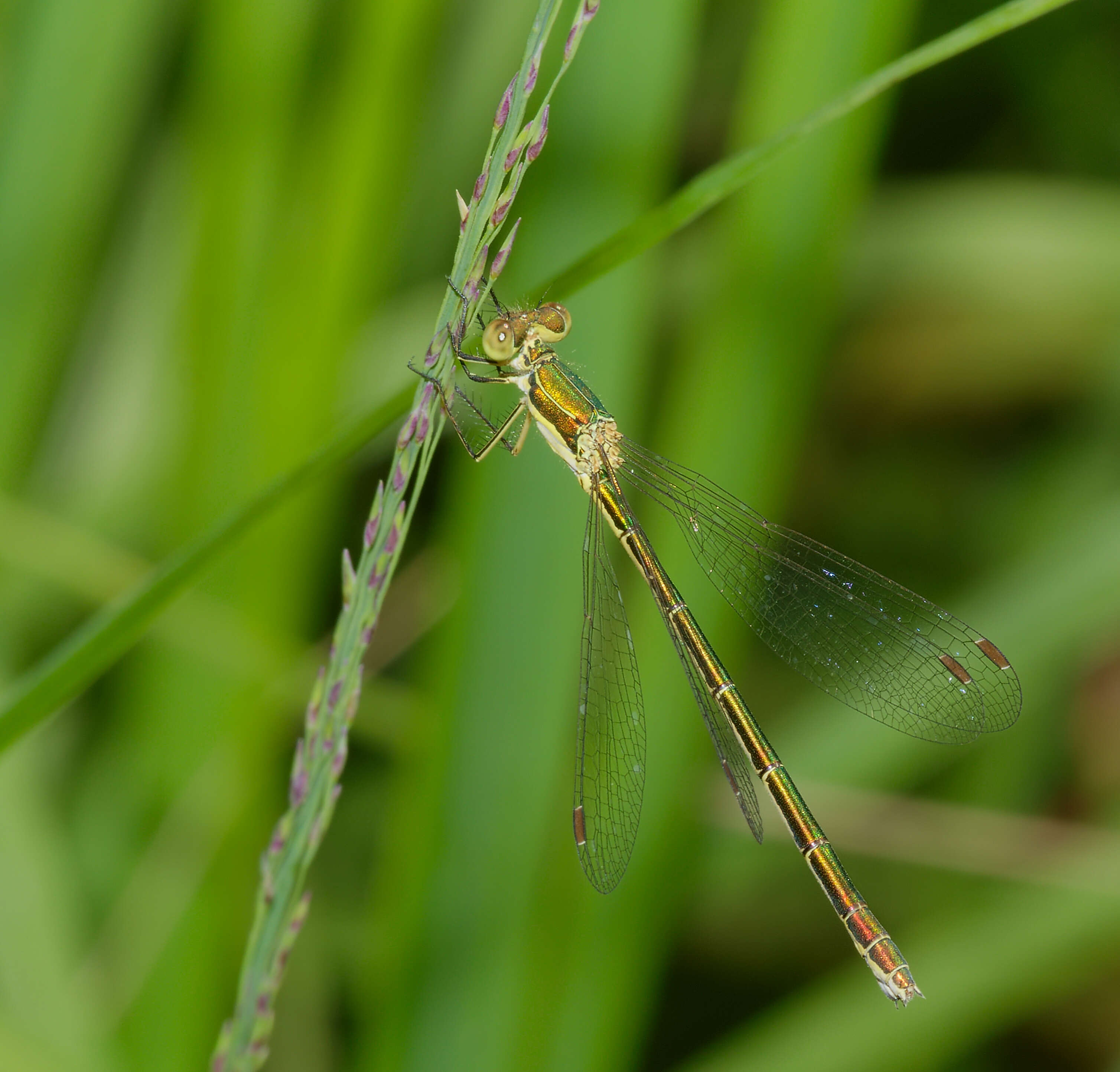 Image of Small Emerald Spreadwing