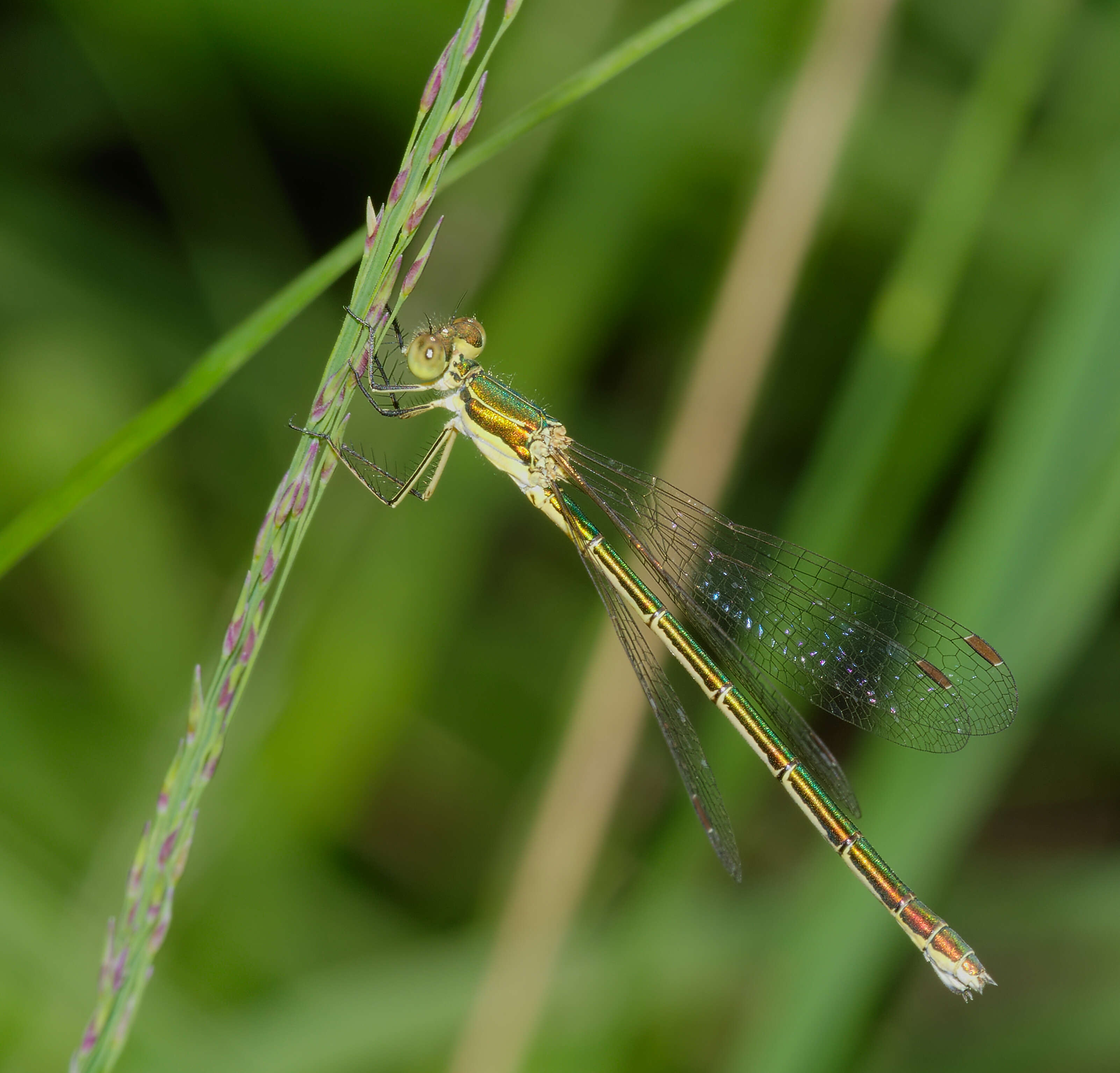 Image of Small Emerald Spreadwing