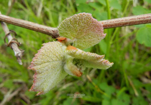 Imagem de Vitis coignetiae Pulliat ex Planchon